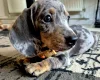Dachshund (Miniature Smooth Haired)