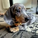 Dachshund (Miniature Smooth Haired)