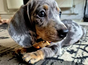 Dachshund (Miniature Smooth Haired)
