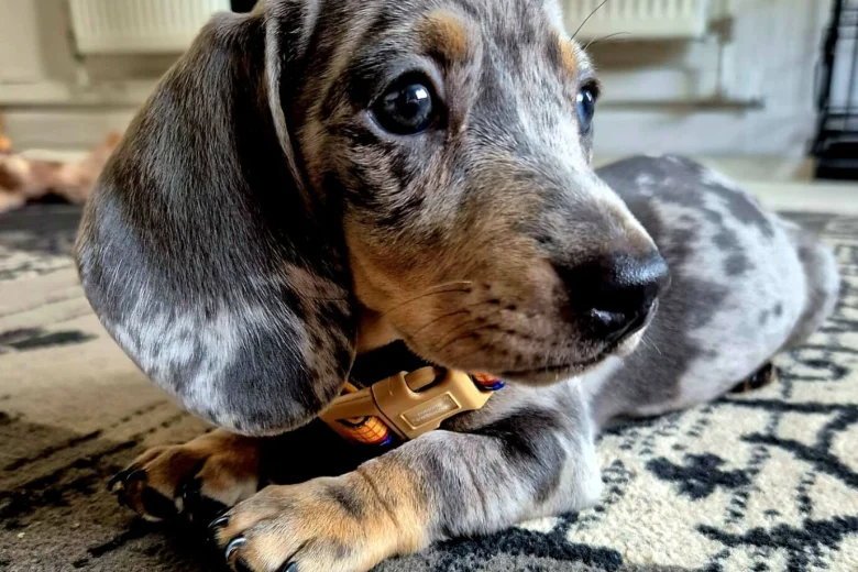 Dachshund (Miniature Smooth Haired)