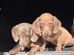 Dachshund (Miniature Smooth Haired)