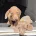 Dachshund (Miniature Smooth Haired)