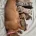 Dachshund (Miniature Smooth Haired)