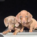 Dachshund (Miniature Smooth Haired)