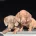 Dachshund (Miniature Smooth Haired)