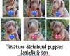Dachshund (Miniature Smooth Haired)