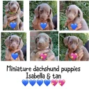Dachshund (Miniature Smooth Haired)