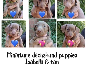 Dachshund (Miniature Smooth Haired)