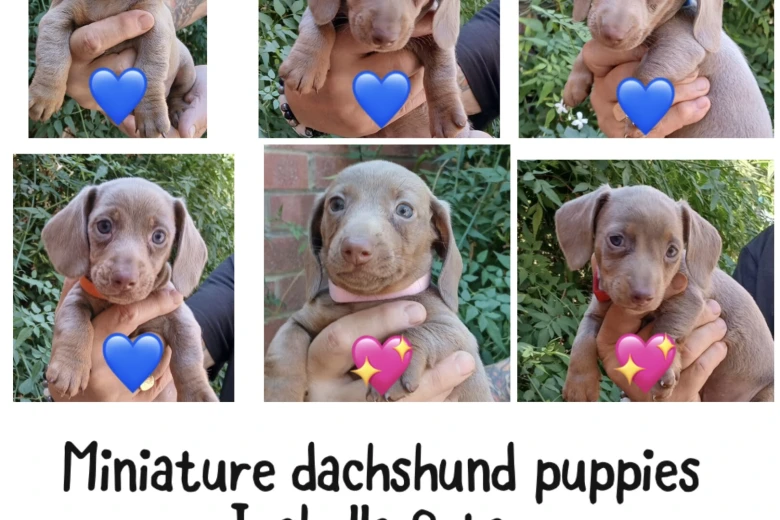 Dachshund (Miniature Smooth Haired)