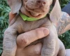 Dachshund (Miniature Smooth Haired)