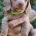 Dachshund (Miniature Smooth Haired)