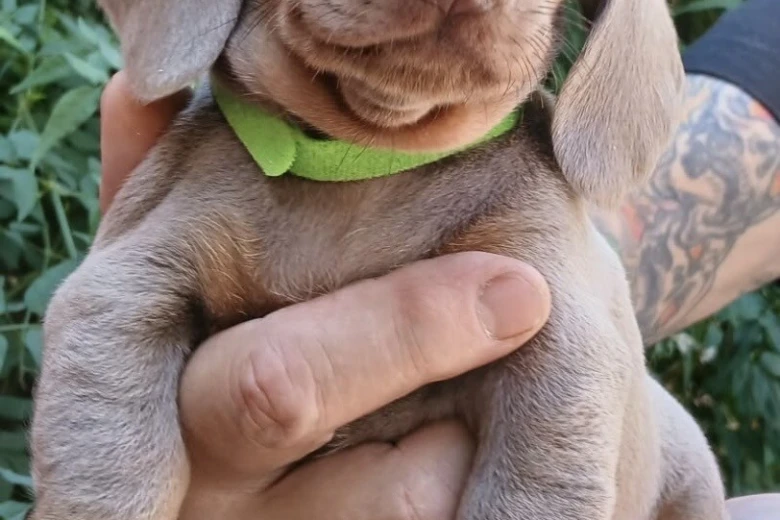 Dachshund (Miniature Smooth Haired)