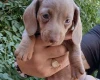 Dachshund (Miniature Smooth Haired)