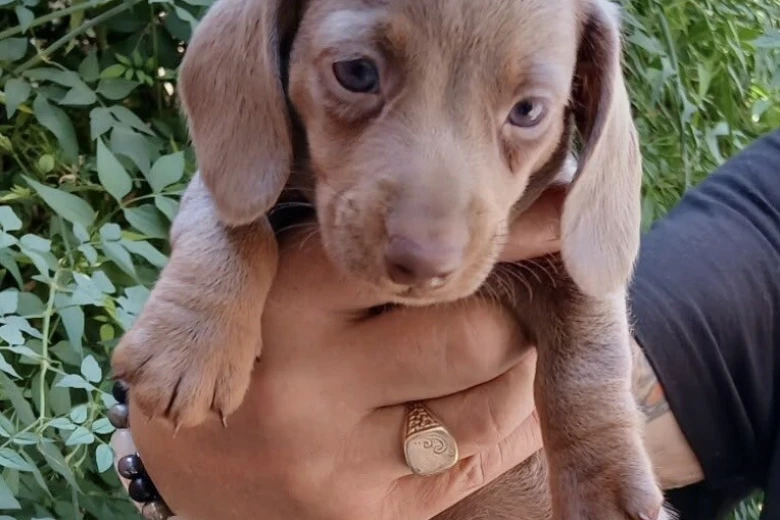 Dachshund (Miniature Smooth Haired)
