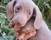 Dachshund (Miniature Smooth Haired)