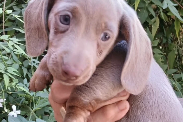 Dachshund (Miniature Smooth Haired)