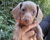 Dachshund (Miniature Smooth Haired)