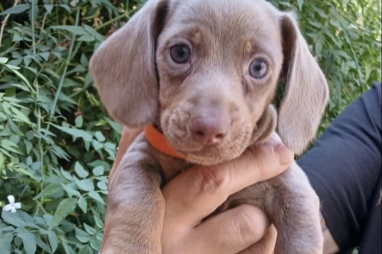 Dachshund (Miniature Smooth Haired)