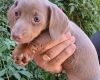 Dachshund (Miniature Smooth Haired)