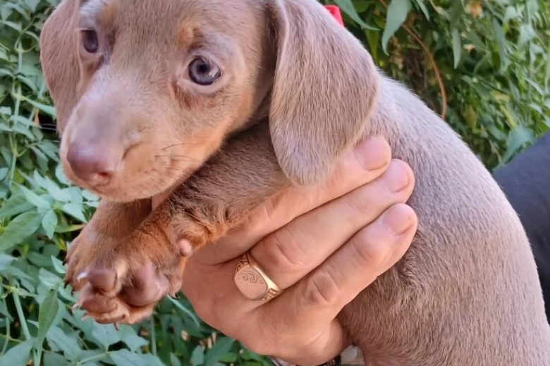 Dachshund (Miniature Smooth Haired)