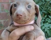 Dachshund (Miniature Smooth Haired)