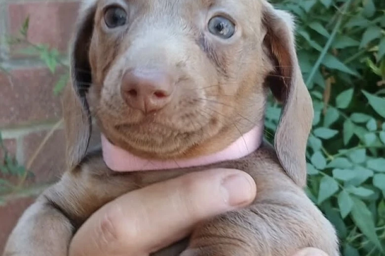 Dachshund (Miniature Smooth Haired)