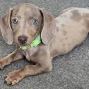 Dachshund (Miniature Smooth Haired)