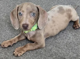 Dachshund (Miniature Smooth Haired)