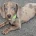 Dachshund (Miniature Smooth Haired)