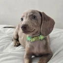 Dachshund (Miniature Smooth Haired)