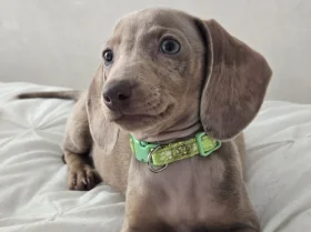 Dachshund (Miniature Smooth Haired)