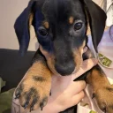 Dachshund (Miniature Smooth Haired)