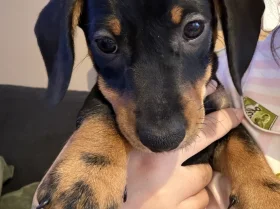 Dachshund (Miniature Smooth Haired)