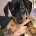 Dachshund (Miniature Smooth Haired)