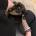 Dachshund (Miniature Smooth Haired)