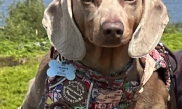 Dachshund (Miniature Smooth Haired)
