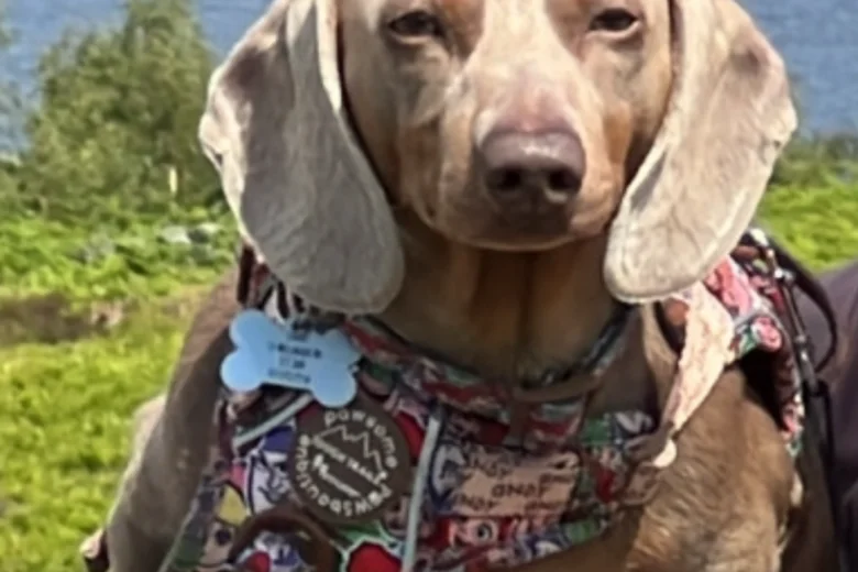 Dachshund (Miniature Smooth Haired)
