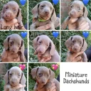 Dachshund (Miniature Smooth Haired)