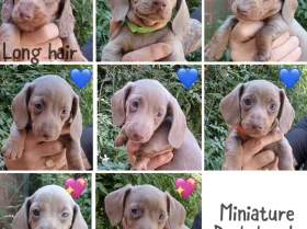 Dachshund (Miniature Smooth Haired)