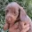 Dachshund (Miniature Smooth Haired)