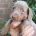 Dachshund (Miniature Smooth Haired)