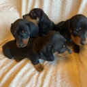 Dachshund (Miniature Smooth Haired)