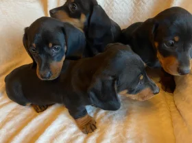 Dachshund (Miniature Smooth Haired)