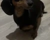 Dachshund (Miniature Smooth Haired)