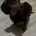 Dachshund (Miniature Smooth Haired)