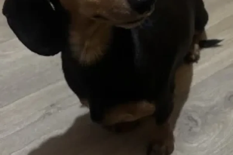 Dachshund (Miniature Smooth Haired)