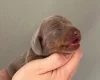 Dachshund (Miniature Smooth Haired)