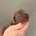 Dachshund (Miniature Smooth Haired)