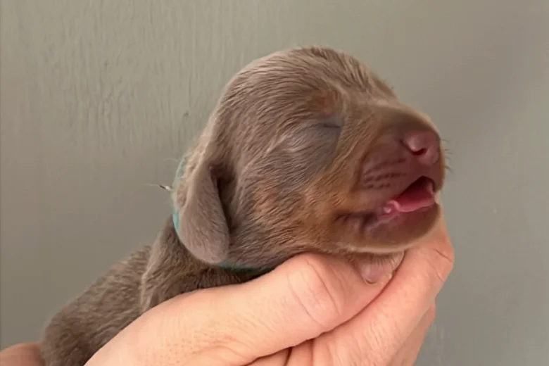Dachshund (Miniature Smooth Haired)
