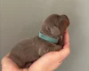 Dachshund (Miniature Smooth Haired)